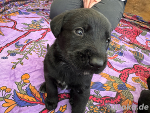 Bernersennnen + Riesenschnauzer Mischlinge Bild 3