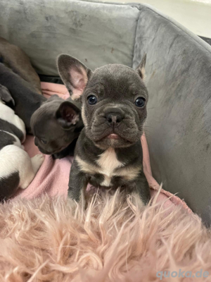 Französische bulldogge welpen