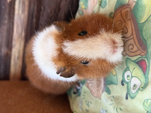 US Teddy Meerschweinchen  Bild 4