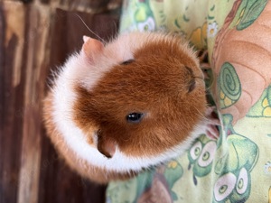 US Teddy Meerschweinchen  Bild 2