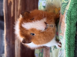 US Teddy Meerschweinchen  Bild 3