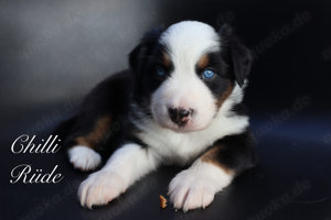 Mini Aussies-Mini Australian Shepherd Welpen 100% Reinrassig