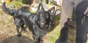 Altdeutscher Hütehund