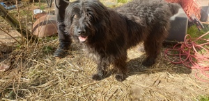 Schafpudel (altdeutscher Hütehund), Rüde