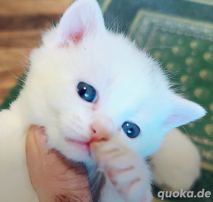 bkh kitten weiß 
