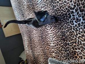 katze kater