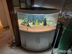 eck aqwarium 350L  Bild 2