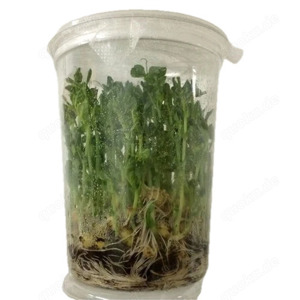 Erbsenblattläuse lebend - 1L (aus Deutschland)
