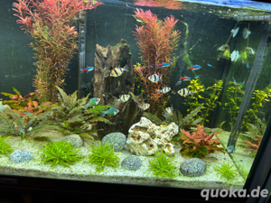juwel 250L