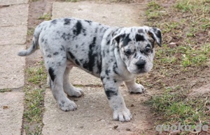 Bulldoggen Welpen (Alternativ)  Bild 3