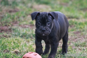 Bulldoggen Welpen (Alternativ)  Bild 2