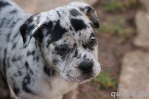 Bulldoggen Welpen (Alternativ)  Bild 4