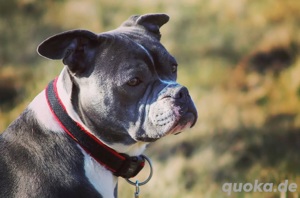 Bulldoggen Welpen (Alternativ)  Bild 5
