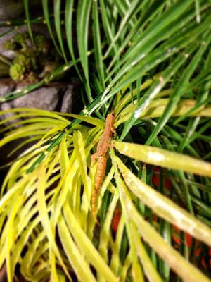 Jungferngeckos aus Hobbyzucht