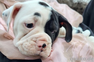 Old english Bulldog Welpen