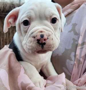 Old english Bulldog Welpen