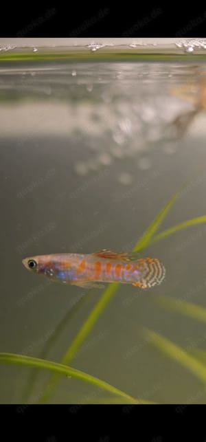 Guppys wunderschön
