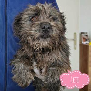 Leti, wunderhübsches Welpenmädchen, sieht aus wie Mini Schnauzer Terrier Mix