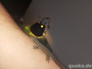 Jungferngeckos, Lepidodactylus lugubris