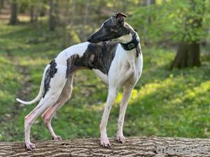 Windhund Deckrüde 