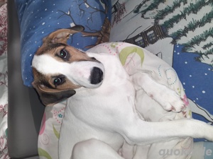 Futterspender gesucht für jungen Parson Jack Russell 