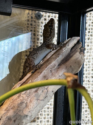 Gecko abzugeben 