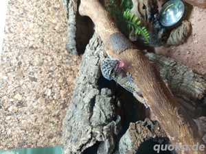 Leopardengecko 1.0 (Männchen)