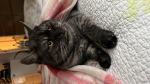 Kater -Katze abzugeben 