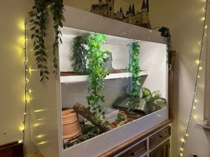  Neuwertiges Forex-Terrarium mit Panoramasicht   Perfekt für größere Schlangen! 