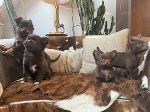Chihuahua-Welpen aus liebevoller Familienzucht abzugeben