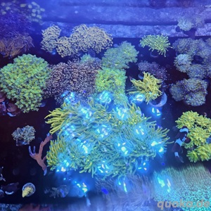 Euphyllia Holy Grail 1 Kopf  Bild 2