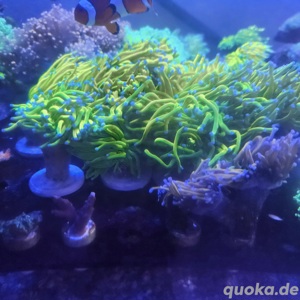 Euphyllia Holy Grail 1 Kopf  Bild 4