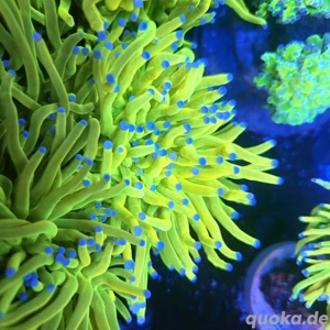 Euphyllia Holy Grail 1 Kopf  Bild 6