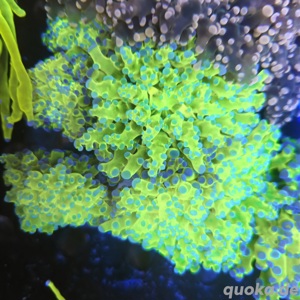 Euphyllia Holy Grail 1 Kopf  Bild 10