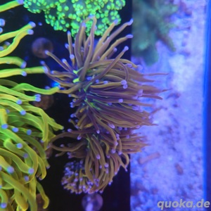 Euphyllia Holy Grail 1 Kopf  Bild 7