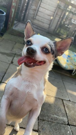 Chihuahua Deckrüde