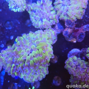 Euphyllia Holy Grail 1 Kopf  Bild 8