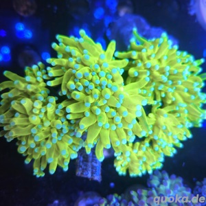 Euphyllia Holy Grail 1 Kopf  Bild 5