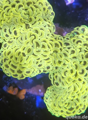 Euphyllia Holy Grail 1 Kopf  Bild 3