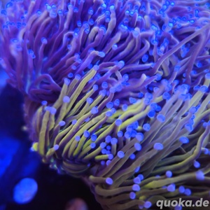 Euphyllia Holy Grail 1 Kopf  Bild 9