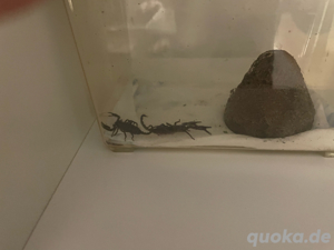 jungtiere Heterometrus Laoticus August 2024 
