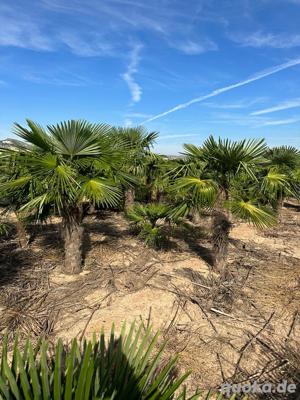 Palme Hanfpalme winterhart Trachycarpus fortunei 