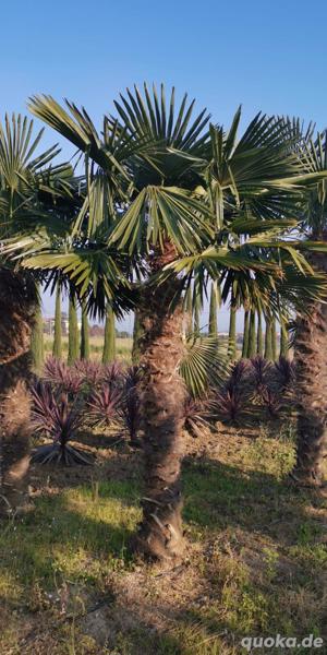 Palme Hanfpalme winterhart Trachycarpus fortunei 