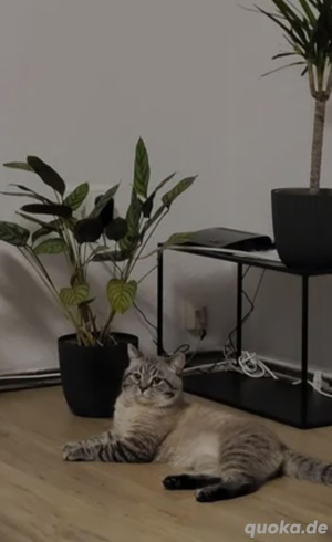 Deckkater Balu 100   Nicht zum Verkauf!!!