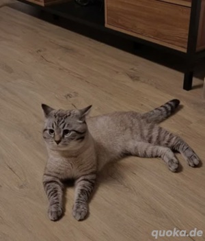 Deckkater Balu 100   Nicht zum Verkauf!!!