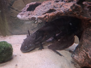 Axolotl Eier oder Aufzucht Goldalbino und Melanoid