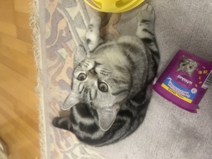 Wunderschöner Britisch Kurzhaar Kater wegen Umzug abzugeben