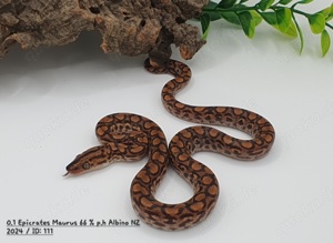 Regenbogenboas   Epicrates Maurus 66% p.h Albino Bild 2