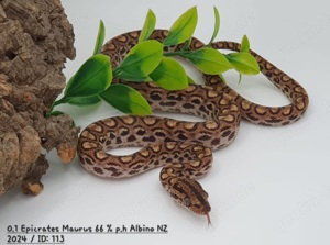 Regenbogenboas   Epicrates Maurus 66% p.h Albino