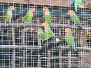 Rosenköpfchen zu verkaufen 